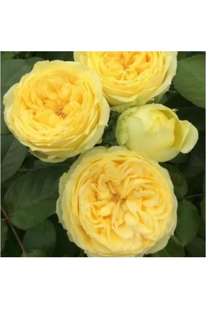 Крупний план квітки троянди Каталіна